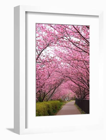 Sakura Path-tamikosan-Framed Photographic Print