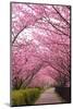 Sakura Path-tamikosan-Mounted Photographic Print