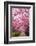 Sakura Path-tamikosan-Framed Photographic Print