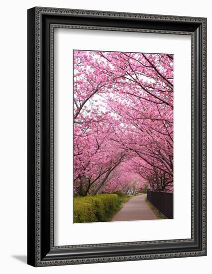 Sakura Path-tamikosan-Framed Photographic Print