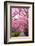 Sakura Path-tamikosan-Framed Photographic Print