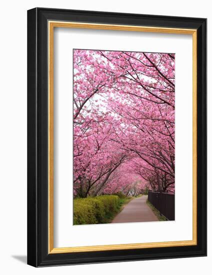 Sakura Path-tamikosan-Framed Photographic Print