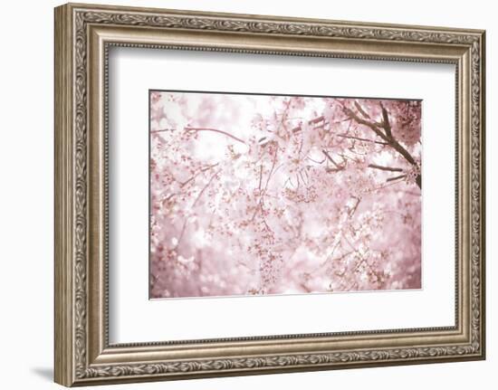 Sakura Season Cherry Blossom -null-Framed Premium Giclee Print