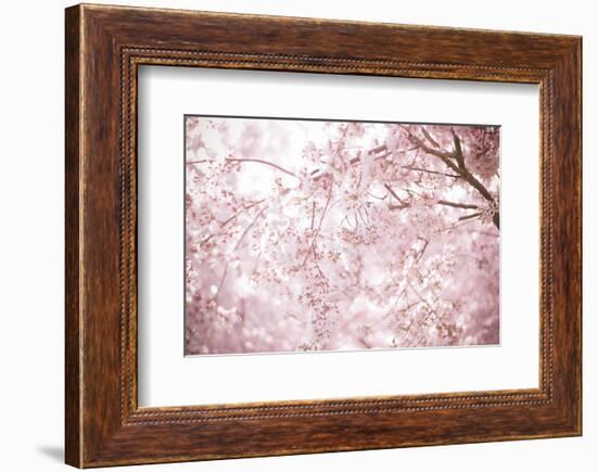 Sakura Season Cherry Blossom -null-Framed Premium Giclee Print