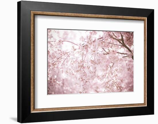 Sakura Season Cherry Blossom -null-Framed Premium Giclee Print