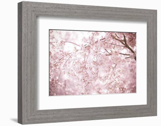 Sakura Season Cherry Blossom -null-Framed Premium Giclee Print