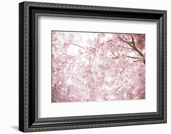 Sakura Season Cherry Blossom -null-Framed Premium Giclee Print