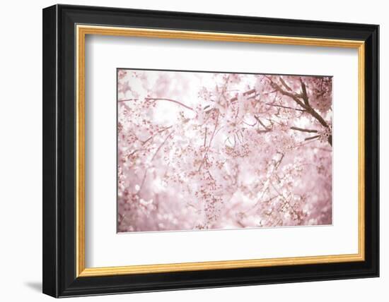 Sakura Season Cherry Blossom -null-Framed Premium Giclee Print