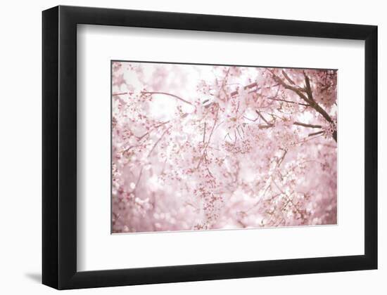 Sakura Season Cherry Blossom -null-Framed Premium Giclee Print