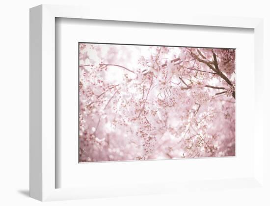 Sakura Season Cherry Blossom -null-Framed Premium Giclee Print