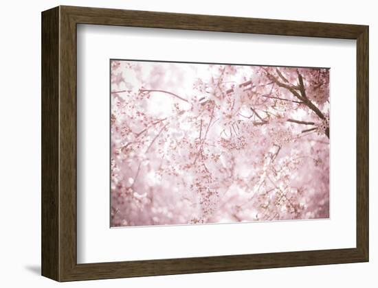 Sakura Season Cherry Blossom -null-Framed Art Print