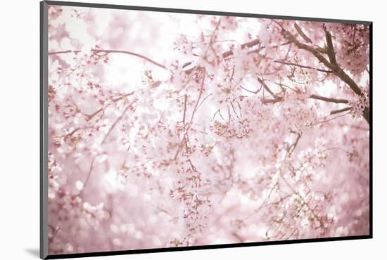 Sakura Season Cherry Blossom -null-Mounted Art Print