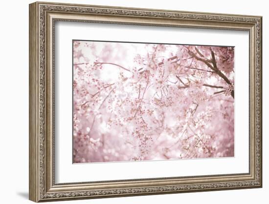 Sakura Season Cherry Blossom -null-Framed Art Print