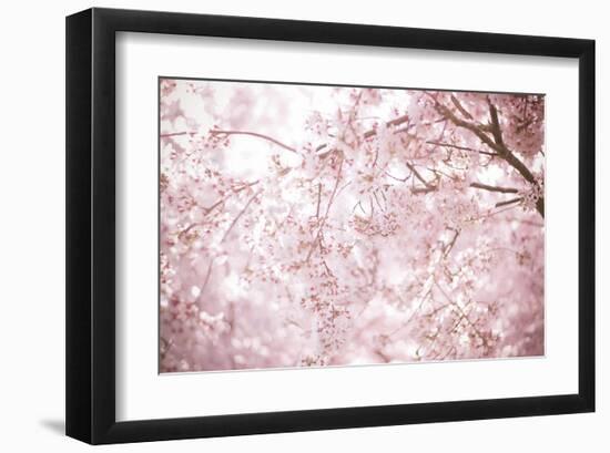 Sakura Season Cherry Blossom -null-Framed Art Print