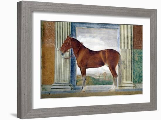 Sala Dei Cavalli, Chestnut Horse from the Stables of Ludovico Gonzaga III of Mantua, 1528-Giulio Romano-Framed Giclee Print