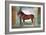 Sala Dei Cavalli, Chestnut Horse from the Stables of Ludovico Gonzaga III of Mantua, 1528-Giulio Romano-Framed Giclee Print