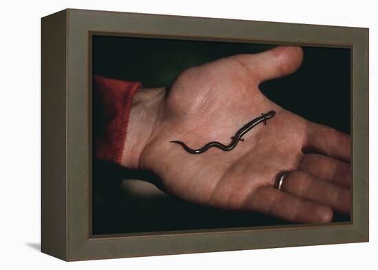 Salamander Resting in the Palm of a Hand-DLILLC-Framed Premier Image Canvas