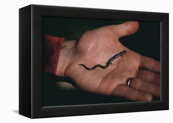 Salamander Resting in the Palm of a Hand-DLILLC-Framed Premier Image Canvas