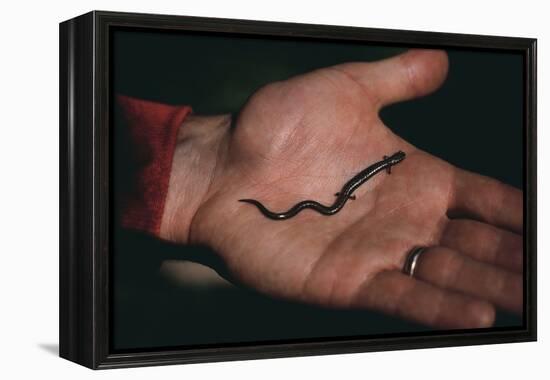 Salamander Resting in the Palm of a Hand-DLILLC-Framed Premier Image Canvas