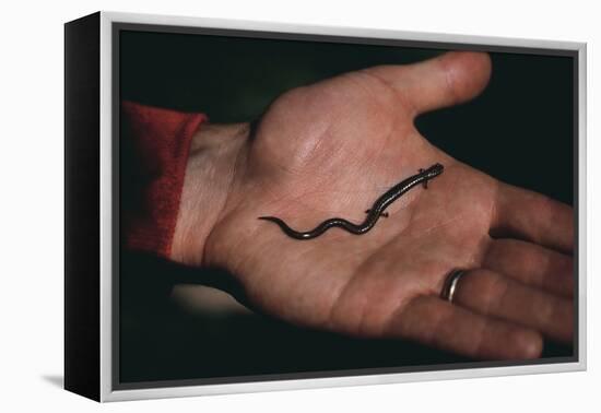 Salamander Resting in the Palm of a Hand-DLILLC-Framed Premier Image Canvas