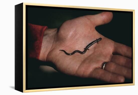 Salamander Resting in the Palm of a Hand-DLILLC-Framed Premier Image Canvas