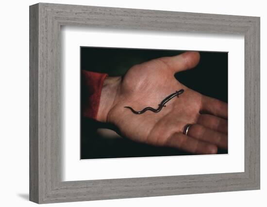 Salamander Resting in the Palm of a Hand-DLILLC-Framed Photographic Print