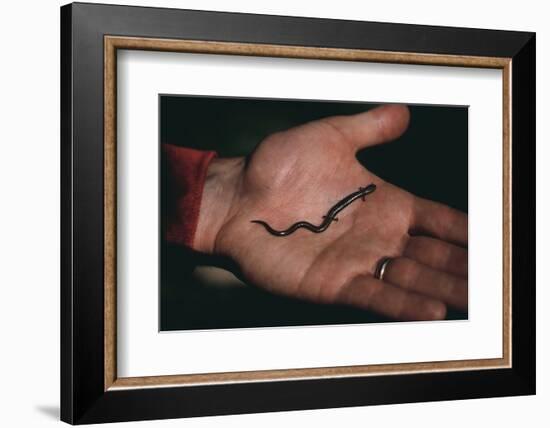 Salamander Resting in the Palm of a Hand-DLILLC-Framed Photographic Print