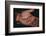 Salamander Resting in the Palm of a Hand-DLILLC-Framed Photographic Print