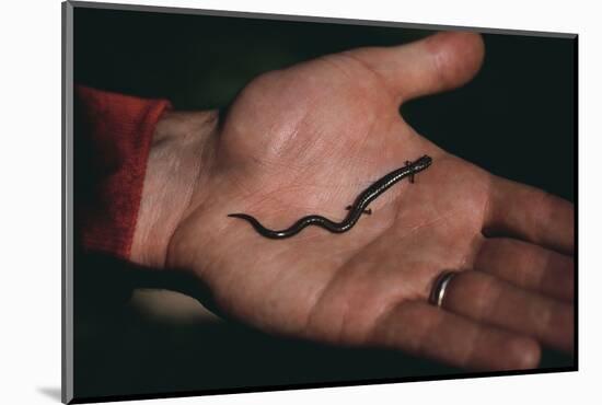 Salamander Resting in the Palm of a Hand-DLILLC-Mounted Photographic Print