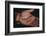 Salamander Resting in the Palm of a Hand-DLILLC-Framed Photographic Print