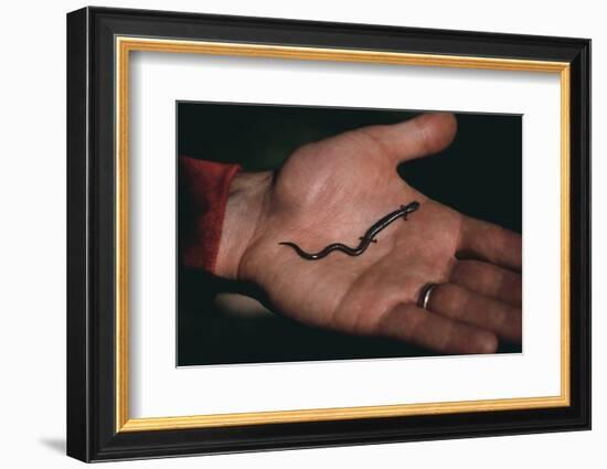 Salamander Resting in the Palm of a Hand-DLILLC-Framed Photographic Print