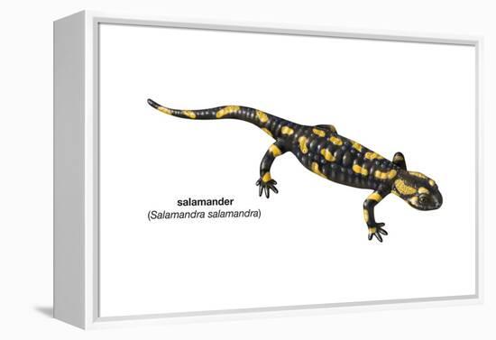 Salamander (Salamandra Salamandra), Amphibians-Encyclopaedia Britannica-Framed Stretched Canvas