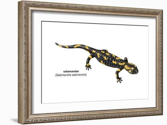 Salamander (Salamandra Salamandra), Amphibians-Encyclopaedia Britannica-Framed Art Print