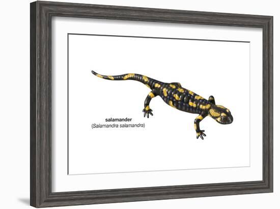 Salamander (Salamandra Salamandra), Amphibians-Encyclopaedia Britannica-Framed Art Print