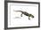 Salamander (Salamandra Salamandra), Amphibians-Encyclopaedia Britannica-Framed Art Print