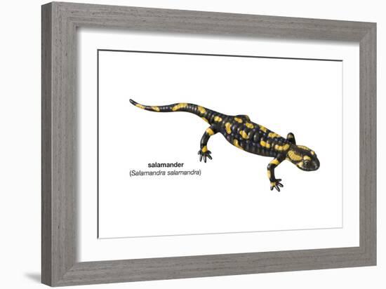 Salamander (Salamandra Salamandra), Amphibians-Encyclopaedia Britannica-Framed Art Print