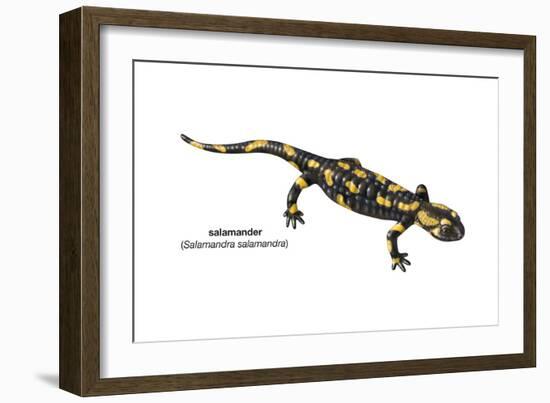 Salamander (Salamandra Salamandra), Amphibians-Encyclopaedia Britannica-Framed Art Print