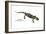 Salamander (Salamandra Salamandra), Amphibians-Encyclopaedia Britannica-Framed Art Print