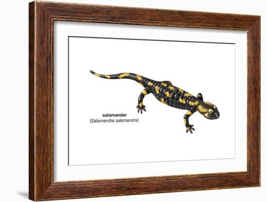 Salamander (Salamandra Salamandra), Amphibians-Encyclopaedia Britannica-Framed Art Print