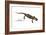 Salamander (Salamandra Salamandra), Amphibians-Encyclopaedia Britannica-Framed Art Print