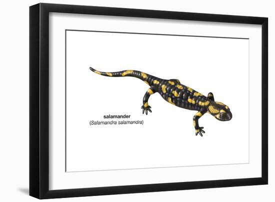 Salamander (Salamandra Salamandra), Amphibians-Encyclopaedia Britannica-Framed Art Print