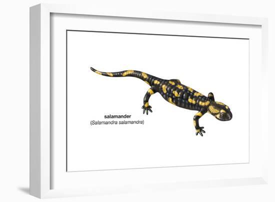 Salamander (Salamandra Salamandra), Amphibians-Encyclopaedia Britannica-Framed Art Print