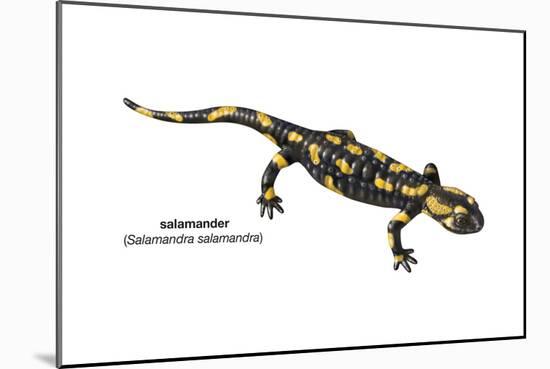 Salamander (Salamandra Salamandra), Amphibians-Encyclopaedia Britannica-Mounted Art Print