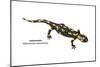 Salamander (Salamandra Salamandra), Amphibians-Encyclopaedia Britannica-Mounted Art Print