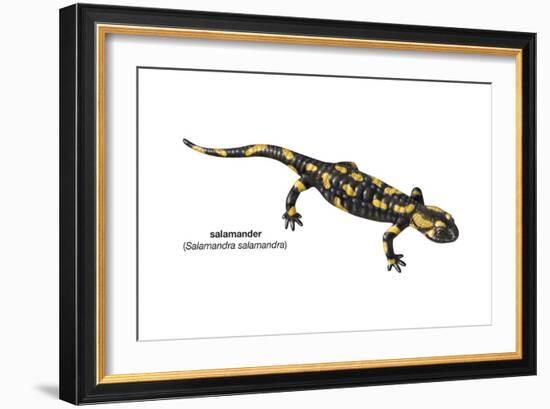 Salamander (Salamandra Salamandra), Amphibians-Encyclopaedia Britannica-Framed Art Print