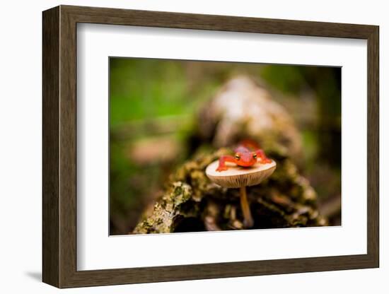 Salamander, Sequoia National Park, California, United States of America, North America-Laura Grier-Framed Photographic Print