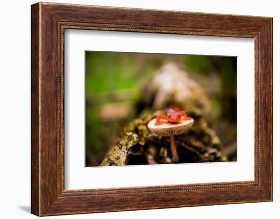 Salamander, Sequoia National Park, California, United States of America, North America-Laura Grier-Framed Photographic Print