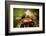 Salamander, Sequoia National Park, California, United States of America, North America-Laura Grier-Framed Photographic Print