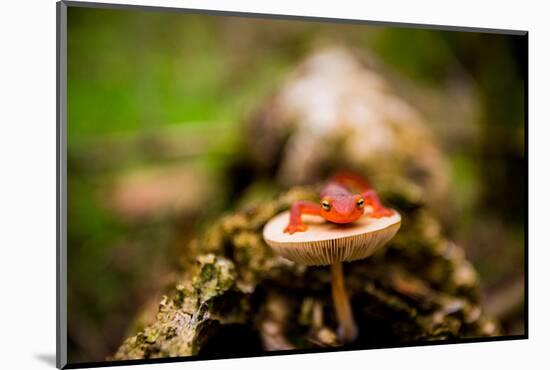 Salamander, Sequoia National Park, California, United States of America, North America-Laura Grier-Mounted Photographic Print