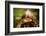 Salamander, Sequoia National Park, California, United States of America, North America-Laura Grier-Framed Photographic Print